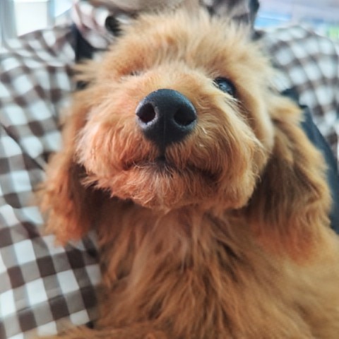 最新画像!動画あり!トイプードル(レッド)男の子♫甘々くんです💕 トイプードル