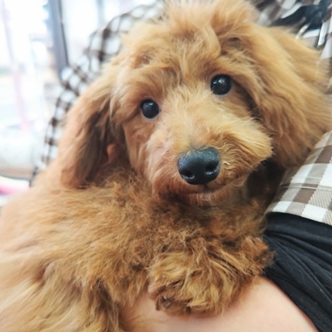 最新画像!動画あり!トイプードル(レッド)男の子♫甘々くんです💕 トイプードル