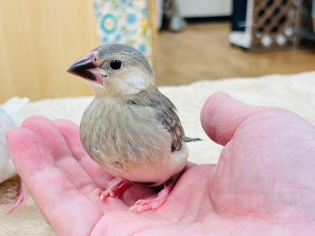 桜文鳥