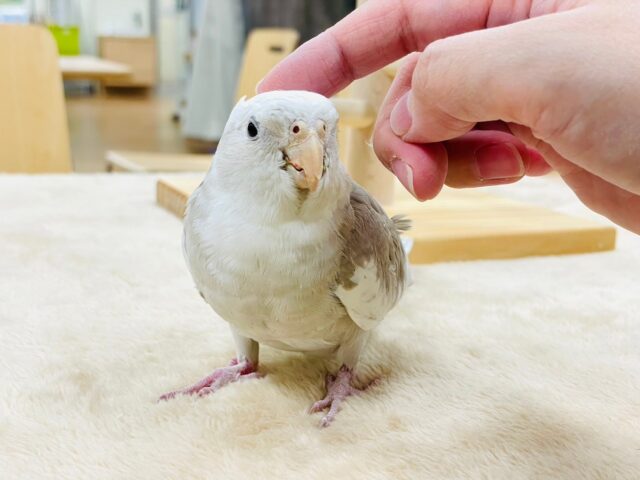 オカメインコ