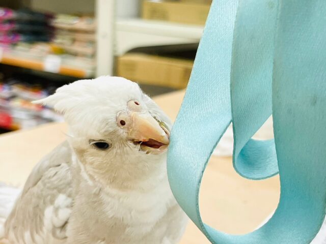 甘えん坊過ぎて困っちゃう❤︎オカメインコ（ホワイトフェイスシナモンパイド）