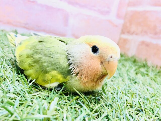 【最新画像更新☆☆】意外なカラフルカラー！？　コザクラインコ