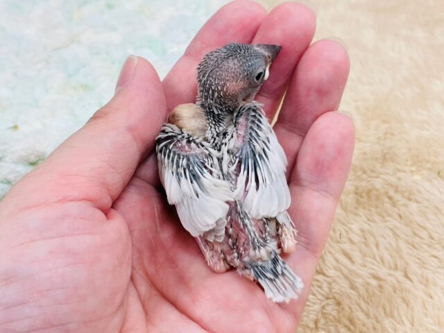 シルバー文鳥