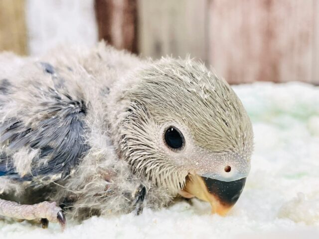 コザクラインコ（小桜インコ）