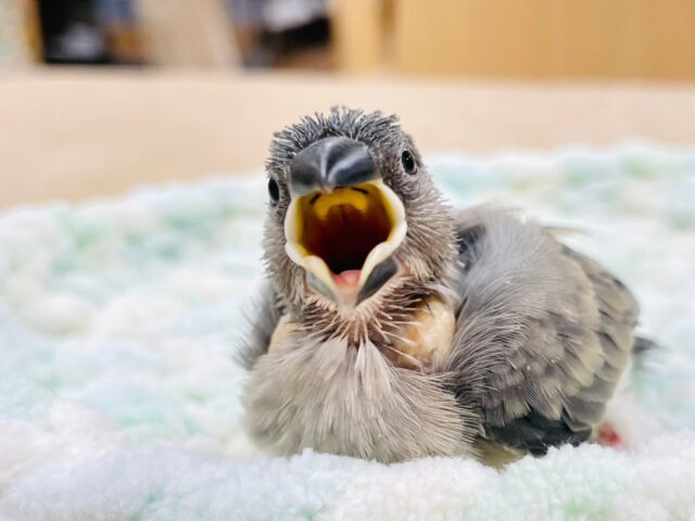 【最新画像更新🪄】大きいお口でアピール！桜文鳥　ヒナ