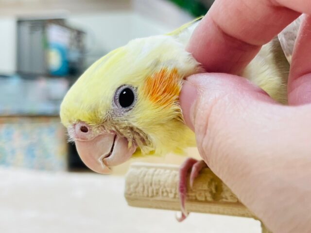 オカメインコ