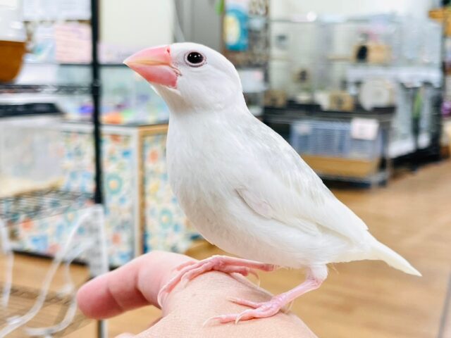 白文鳥