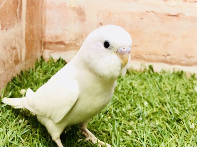 【最新画像更新☆☆】人気のホワイトカラー⛄　セキセイインコ