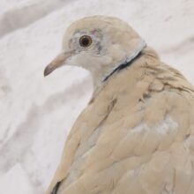 まめでっぽう的な大きな瞳☆　ジュズカケバト～～