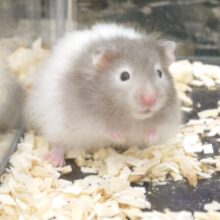 いつも寝起き。。みたいなぁ～　視せんからのーー　洗顔たいむ♪　セーブルハムスター～～