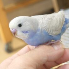 ぷんぷんぷんぷーん♩♫馴れる予感満載ですッ　セキセイインコ　パステルレインボースパングル～～