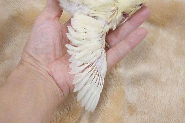 サザナミインコ