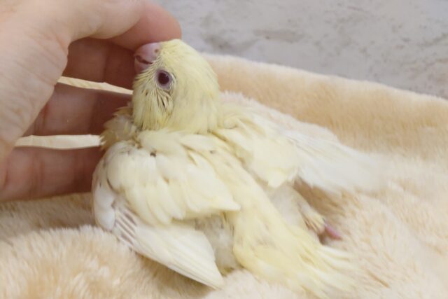 サザナミインコ