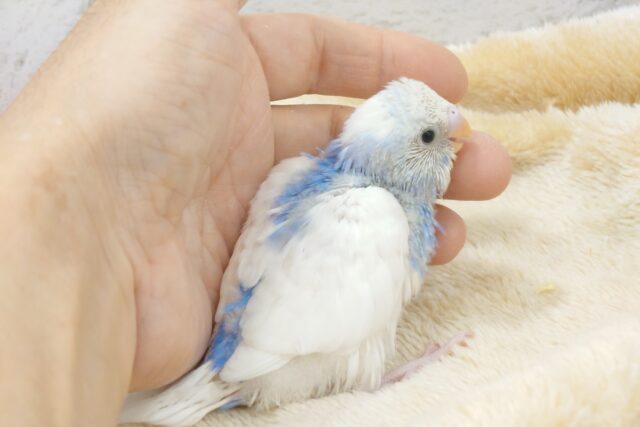 100%のあまあまさんっ　セキセイインコ　パイド〜〜