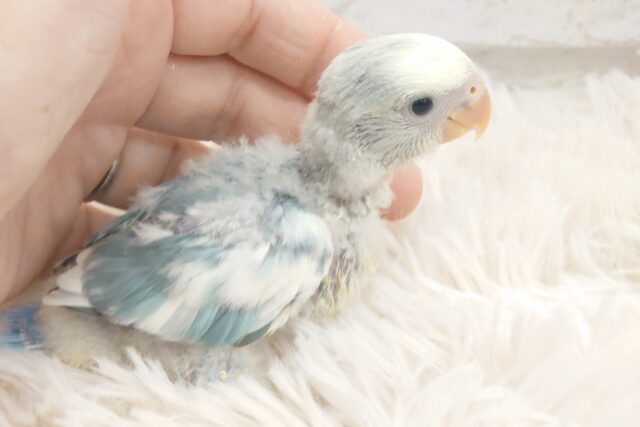 コザクラインコ（小桜インコ）