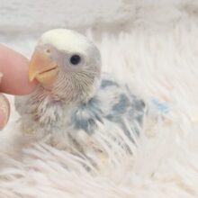 おぉ。。華やかな☆彡あまえっぷり〜♫　コザクラインコ　ブルーオパーリンパイド〜〜