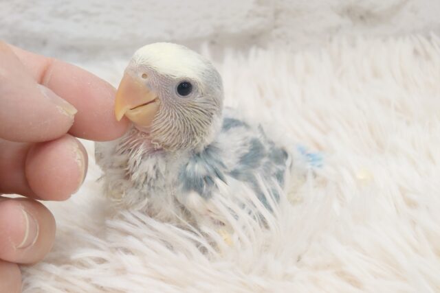 おぉ。。華やかな☆彡あまえっぷり〜♫　コザクラインコ　ブルーオパーリンパイド〜〜