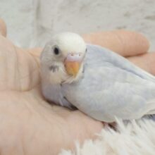 きわみさんがいくっ　セキセイインコ　ライラック～～