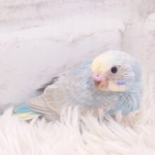 元気な羽ばたきで「げんき」おすそわけ～　セキセイインコ　パステルレインボー～～