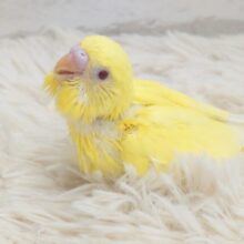 想像してください。。はっぴぃｶﾗｰがお部屋を飛びまわる♪ｽｶﾞﾀ☆　セキセイインコ　ルチノー〜〜