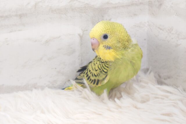 キメ顔と甘え顔のぎゃっぷよぉ～～　セキセイインコ　オパーリン～～