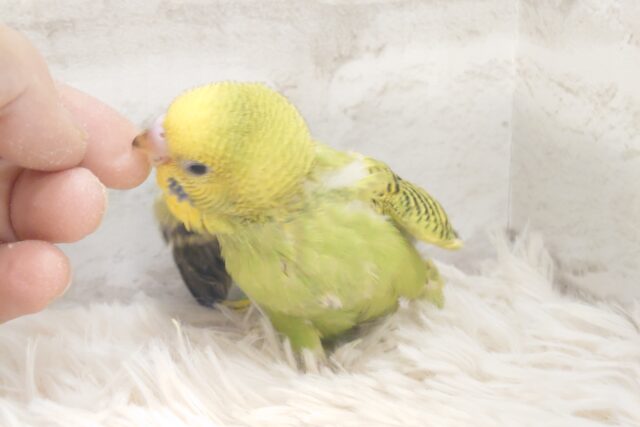 セキセイインコ