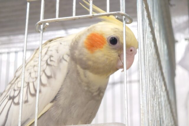 オカメインコ