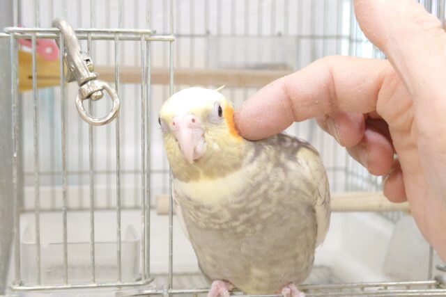 オカメインコ