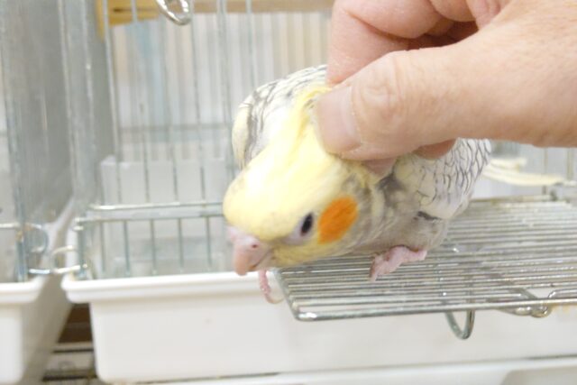 オカメインコ