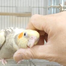 動画あり☆なれ度９６％(●´ω｀●)　満足度１２０％♫　オカメインコ　パールパイド～～