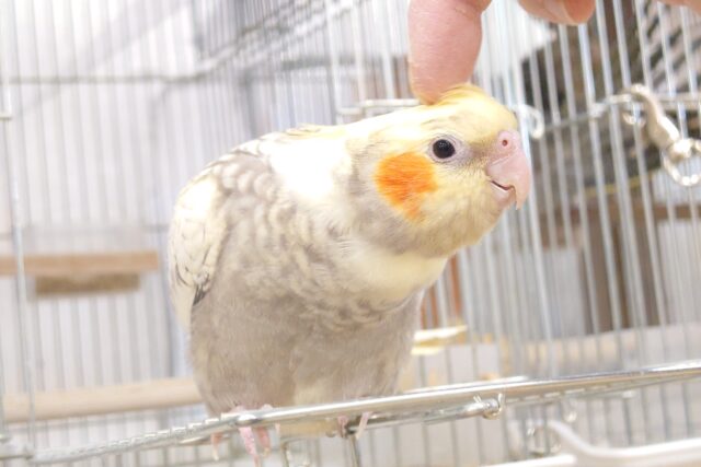 オカメインコ