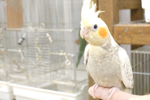 オカメインコ