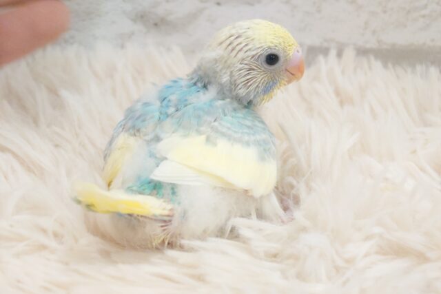 寒いじきのアイスって、結構おいしよね～　セキセイインコ　パステルレインボーパイド～～