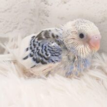おもしろい！！　いつものパイドと一味ちがう～～　セキセイインコ　パイド～～