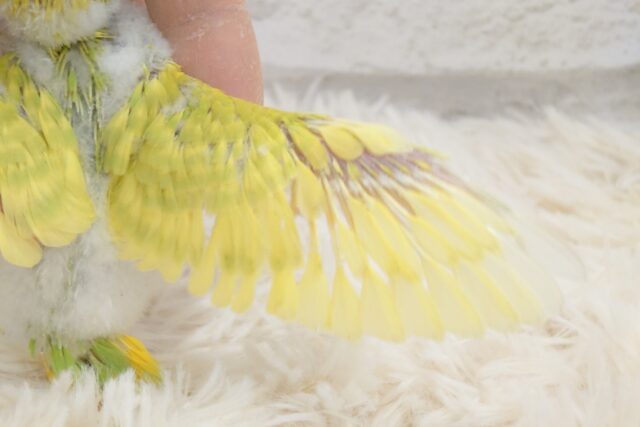 セキセイインコ