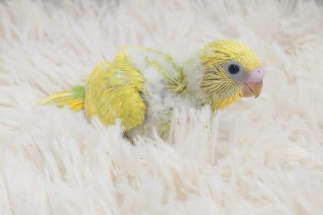 ぽやぽやがーーポヨポヨで甘々ですっ☆　セキセイインコ　スパングル〜〜