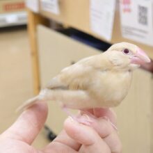 【最新画像更新🪄】かまって欲しいとき～鳴き方は「ｷｭﾙ、ｷｭﾙ―」　シナモン文鳥～～