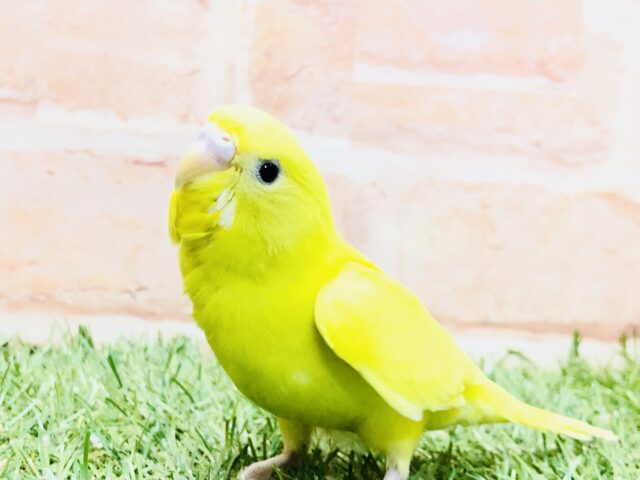 セキセイインコ