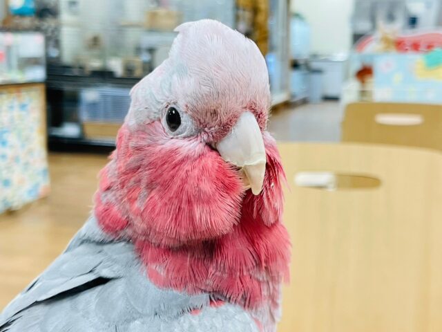 モモイロインコ