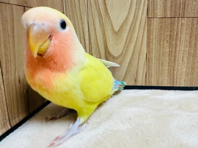 コザクラインコ（小桜インコ）