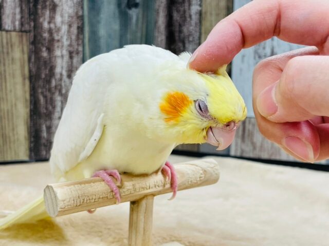 オカメインコ