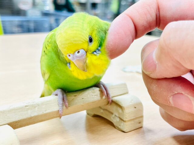 セキセイインコ