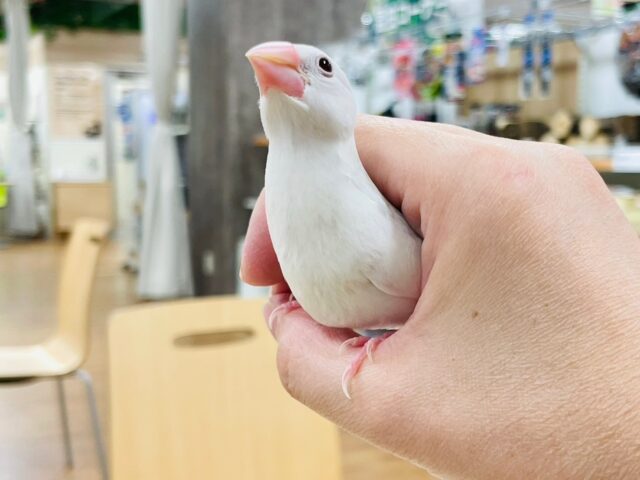 白文鳥