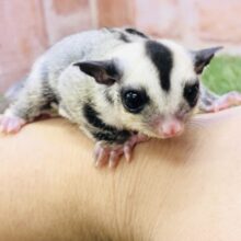 ベビ♪ベビ♪ベ～イビィ～♪　フクロモモンガ