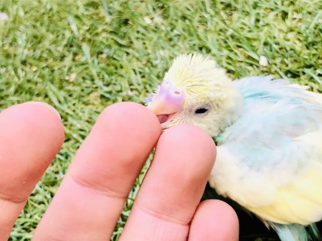 セキセイインコ