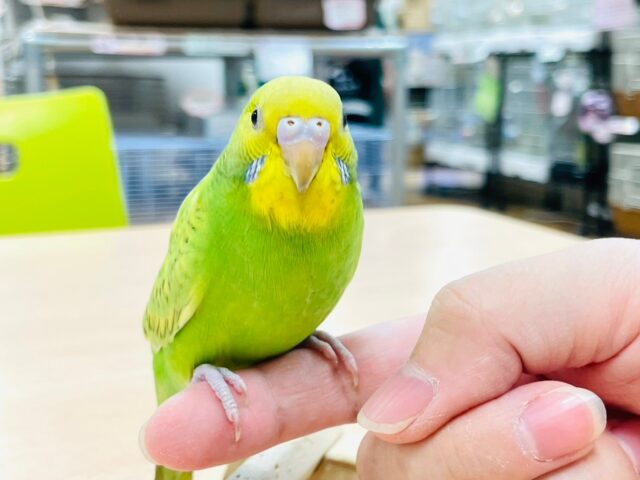 セキセイインコ