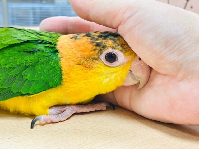 シロハラインコ