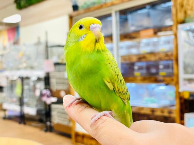 セキセイインコ