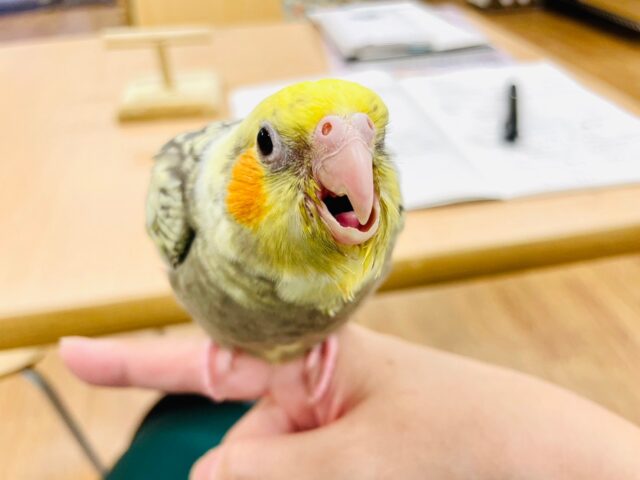 オカメインコ