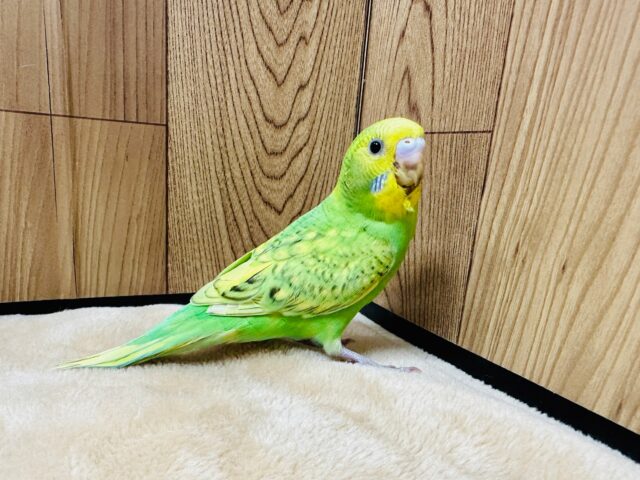 セキセイインコ